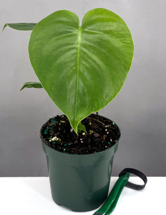 Monstera Deliciosa - Plant Proper - 4" Pot