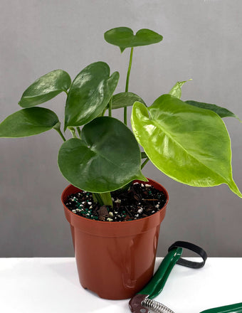 Monstera Deliciosa - Plant Proper - 4" Pot