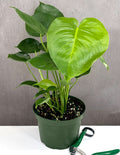 Monstera Deliciosa - Plant Proper - 6" Pot