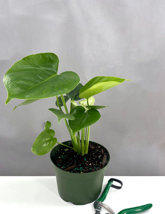 Monstera Deliciosa - Plant Proper - 6" Pot