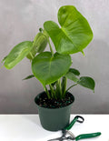 Monstera Deliciosa - Plant Proper - 6" Pot