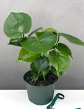 Monstera Deliciosa - Plant Proper - 6" Pot