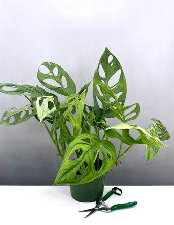 Monstera Epipremnoides SP - Plant Proper - 6" Pot