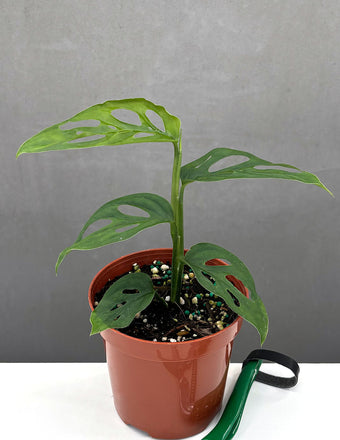 Monstera Esqueleto - Plant Proper - 4" Pot
