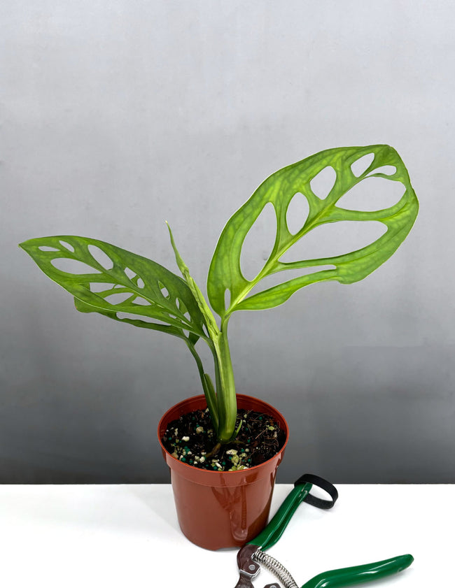 Monstera Esqueleto - Plant Proper - 4" Pot