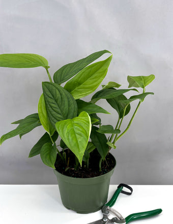 Monstera Lechleriana - House Plant - Plant Proper - 4" Pot