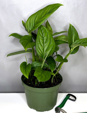 Monstera Lechleriana - House Plant - Plant Proper - 4" Pot