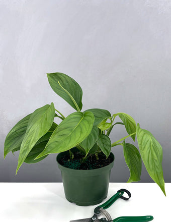 House Plants | Indoor Plants Availability | Plant Proper