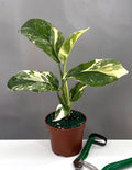 Monstera Lechleriana Variegated - Plant Proper - 3" Pot