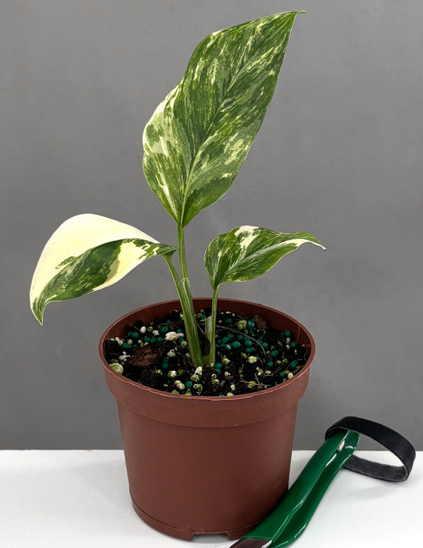 Monstera Lechleriana Variegated - Plant Proper - 3" Pot