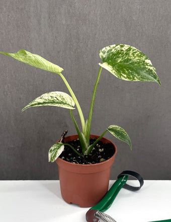 Monstera Mint - Plant Proper - 3" Pot