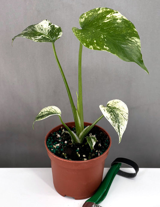 Monstera Mint - Plant Proper - 3" Pot
