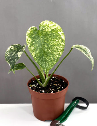 Monstera Mint - Plant Proper - 3" Pot
