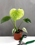 Monstera Mint - Plant Proper - 3" Pot