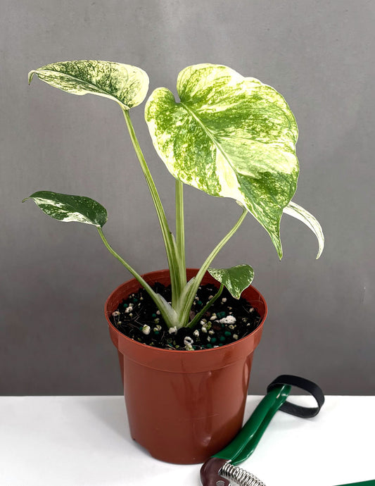 Monstera Mint - Plant Proper - 4" Pot