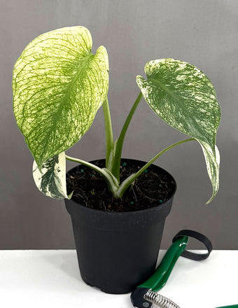 Monstera Mint - Plant Proper - 4" Pot