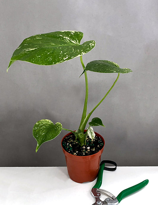 Monstera Mint - Plant Proper - 4" Pot
