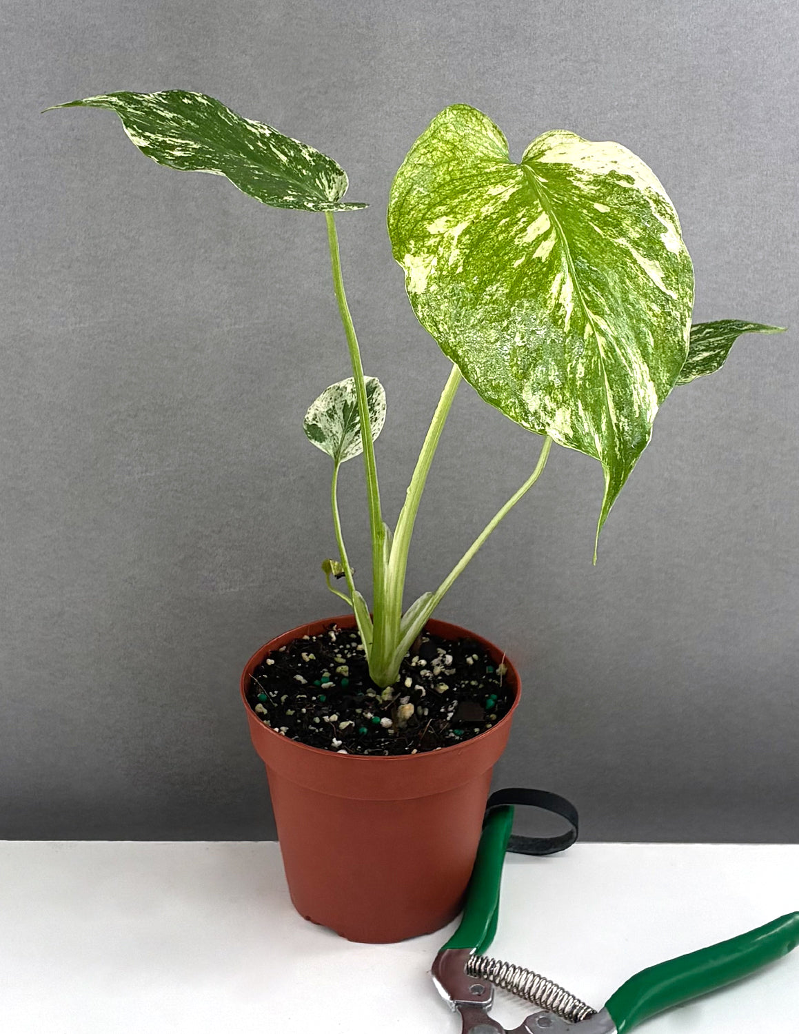 Monstera Mint | Always Affordable at Plant Proper
