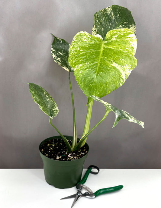Monstera Mint - Plant Proper - 6" Pot