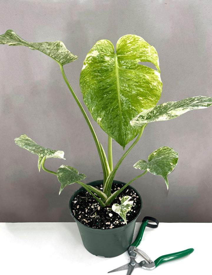 thuja weleda Weleda Thuja Wart Paint main image 0