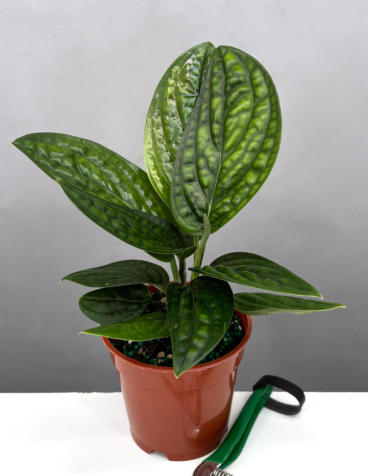monstera peru price Monstera Peru