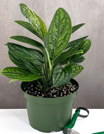 Monstera Peru - Plant Proper - 4" Pot
