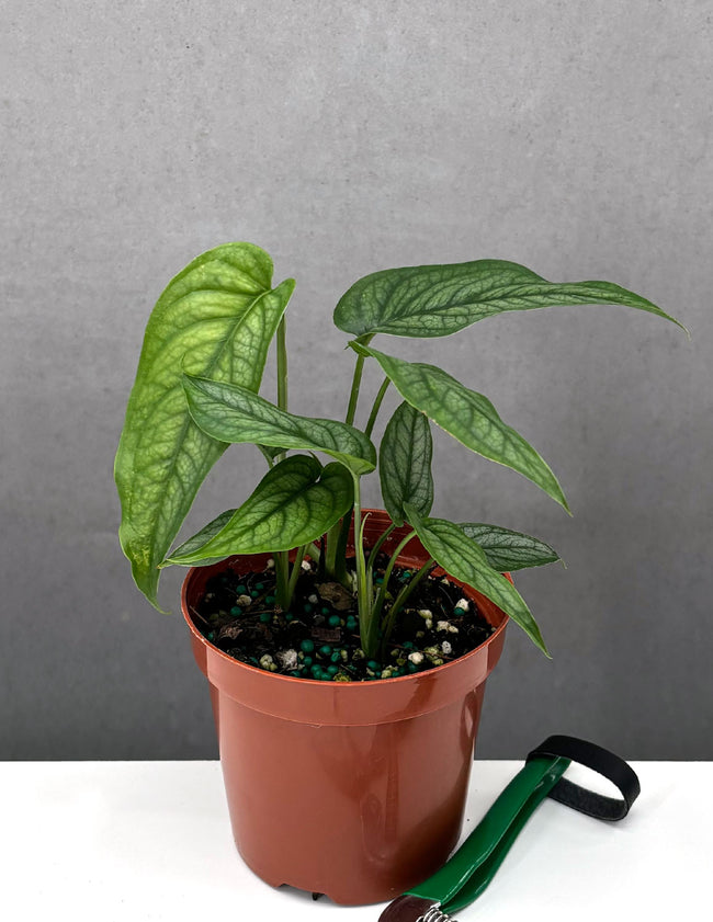 Monstera Siltepecana - Plant Proper - 4" Pot