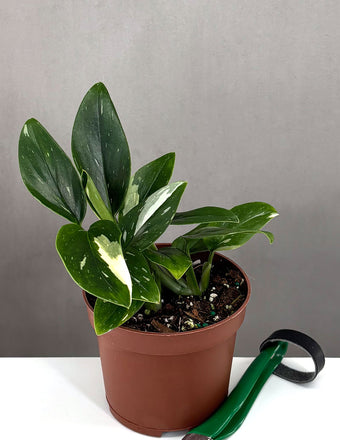 Monstera Standleyana Variegated - Plant Proper - 3" Pot
