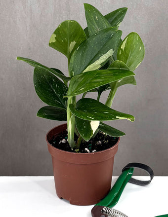 Monstera Standleyana Variegated - Plant Proper - 3" Pot
