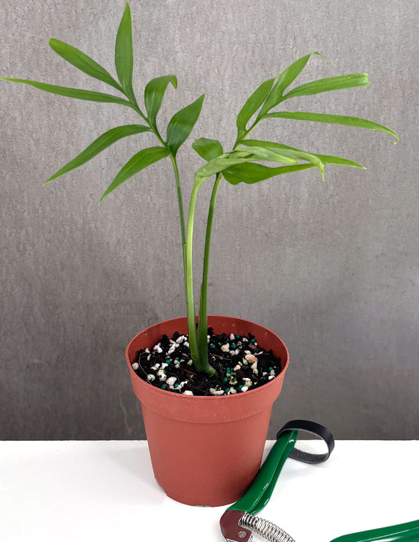 Monstera Subpinnata - Plant Proper - 4" Pot