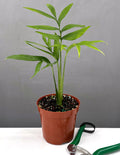 Monstera Subpinnata - House Plant - Plant Proper - 4"