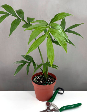 Monstera Subpinnata - Plant Proper - 4" Pot