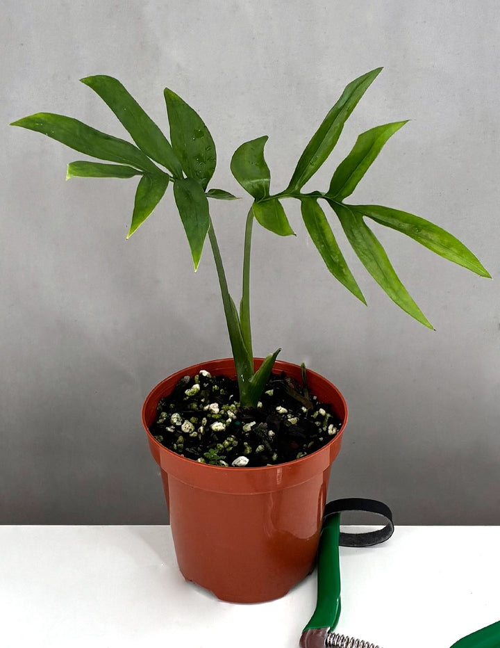 monstera subpinnata Monstera Subpinnata