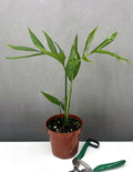 Monstera Subpinnata - Plant Proper - 4" Pot