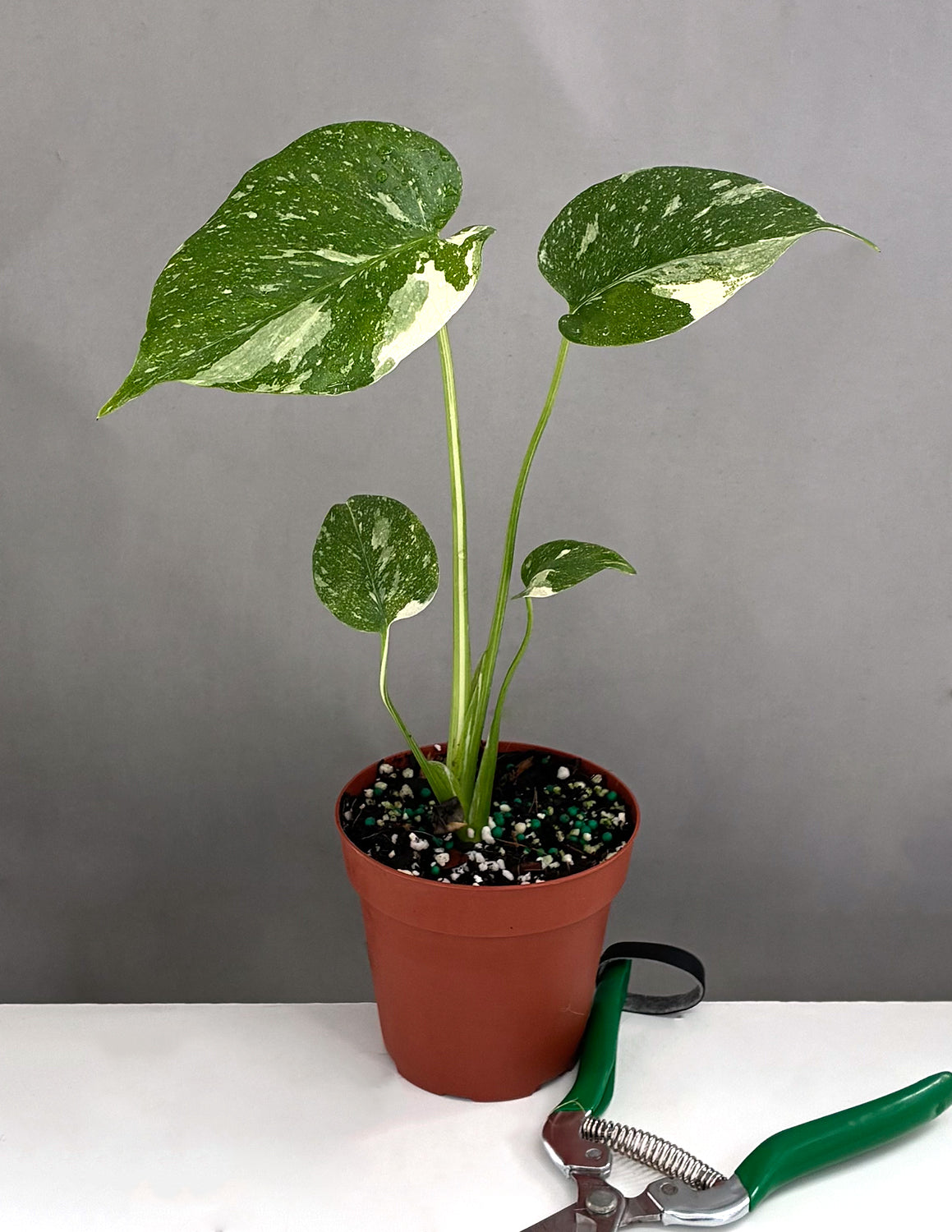 Monstera Thai Constellation - Plant Proper -  4" Pot