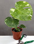 Monstera Thai Constellation - Plant Proper -  4" Pot