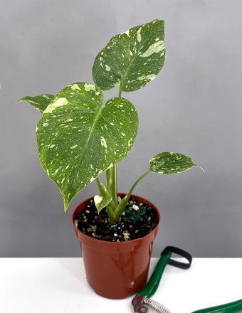 Monstera Thai Constellation - Plant Proper - 4" Pot