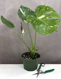 Monstera Thai Constellation - Plant Proper - 6" Pot