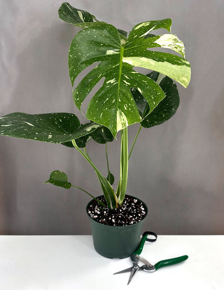 thai constellation monstera for sale near me Monstera Thai Constellation Houseplants