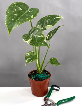 Monstera Thai Constellation - Plant Proper - 4" Pot