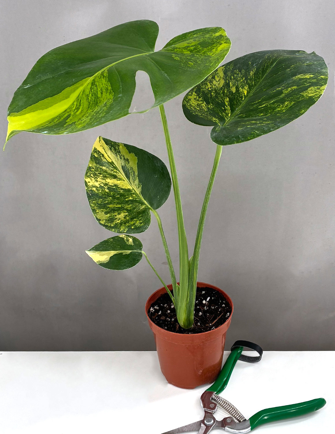 Monstera Yellow Marilyn | Always Affordable at Plant Proper
