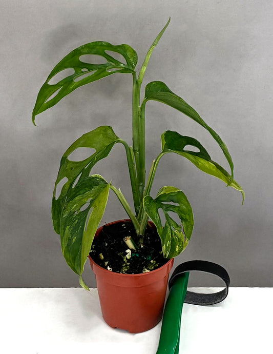 Monstera Adansonii Narrow Leaf Variegated - Plant Proper - 2" Pot