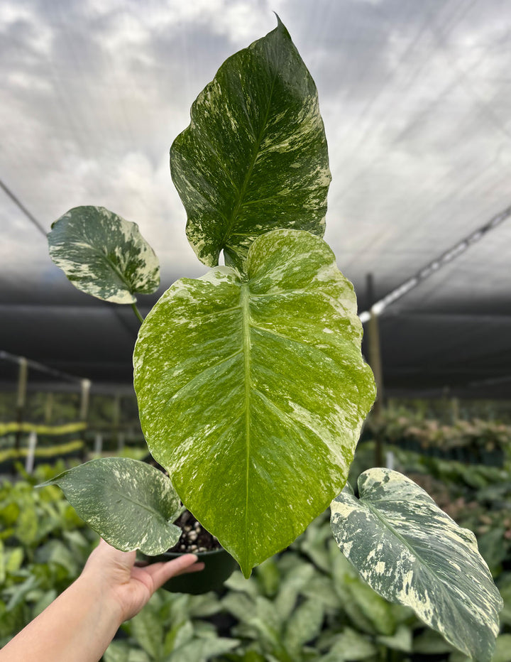 Monstera Mint