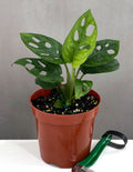 Monstera Adansonii - Plant Proper - 4" Pot