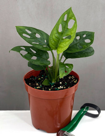 Monstera Adansonii - Plant Proper - 4" Pot