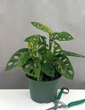 Monstera Adansonii - Plant Proper - 6" Pot