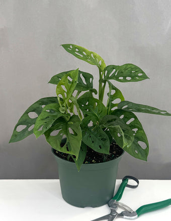 Monstera Adansonii - Plant Proper - 6" Pot