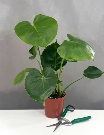 Monstera Deliciosa - Plant Proper - 4" Pot