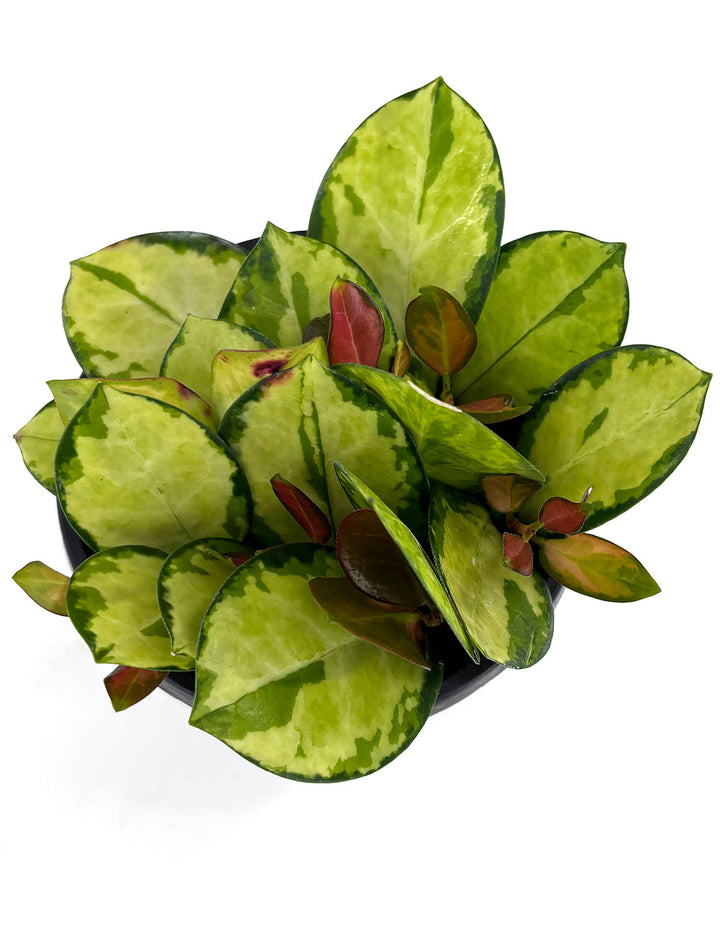 Hoya Australis Lisa