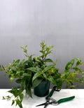 Black Pagoda Lipstick Plant - Plant Proper - 4" Pot